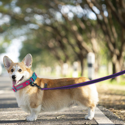 Longe pour chien Airly Corgi debout sur le pave avec longe mauve