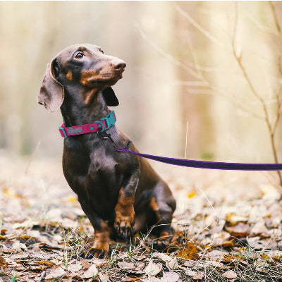 Longe pour chien Airly Teckel brun assis dans les feuilles avec longe mauve