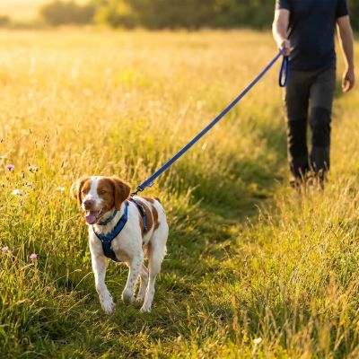 Longe pour chien Airly longe bleu Springer Anglais en balade avec son maître