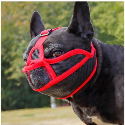 Muselière bouledogue français Bastion un Pug noir avec muselière rouge