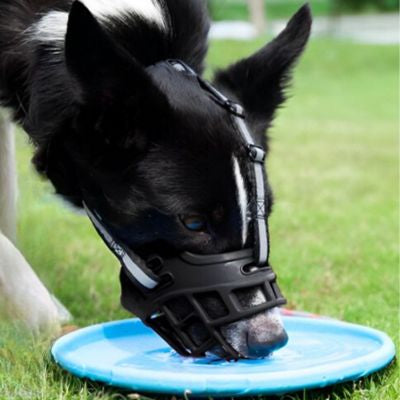 Muselière chien Shielding Border collie en train de boire avec la muselière noire