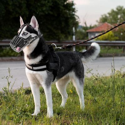Muselière Proteck Husky debout près de la route avec la muselière
