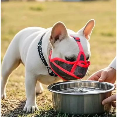 Muselière bouledogue français Bastion un Pug beige en train de boire avec une muselière rouge