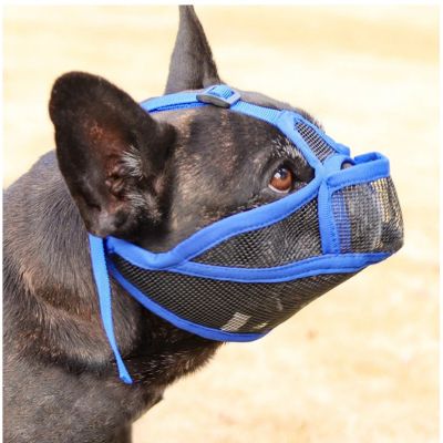 Muselière bouledogue français Bastion un chien avec  une muselière bleue