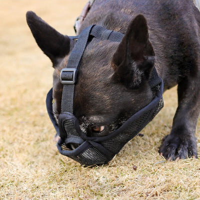 Muselière bouledogue français Bastion chien noir avec muselière noire