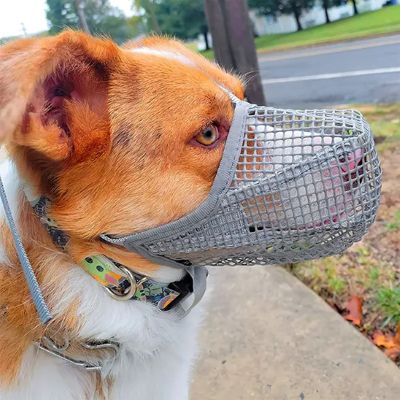 Muselière chien Net Pet Catahoula avec la muselière grise près de la rue