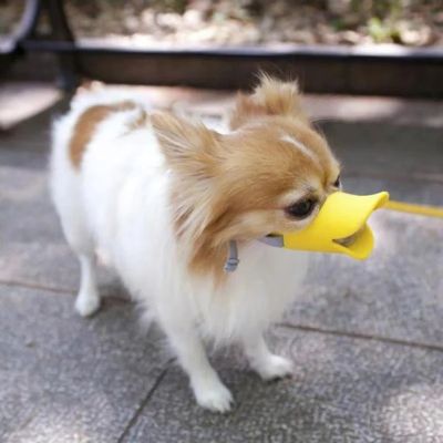 Muselière chien Pet Duck Chihuahua debout sur une dalle avec la muselière jaune