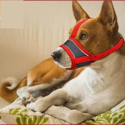 Muselière pour chien Muzzle Basenji couché sur un coussin avec la muselière rouge