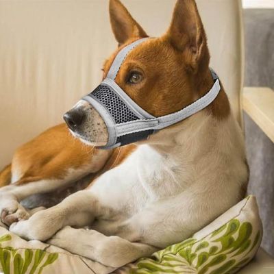 Muselière pour chien Muzzle Basenji couché sur un coussin avec la muselière grise