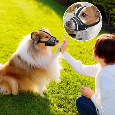 Museliere pour chien Muzzle Collie donne la patte pastille