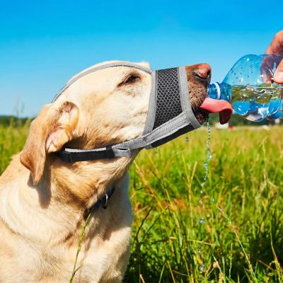 Muselière pour chien Muzzle Labrador en train de boire avec la muselière