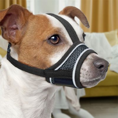 Muselière pour chien Muzzle Jack Russell avec la muselière noire de près