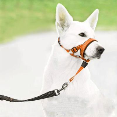 Museliere pour chien Nixon berger avec museliere orange