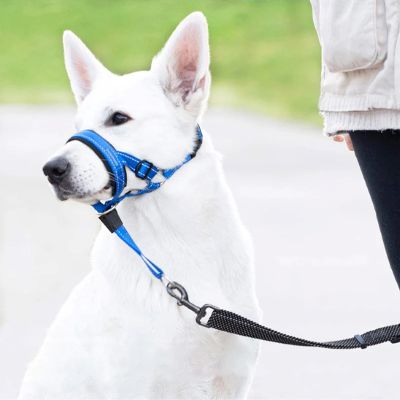 Muselière pour chien Nixon Berger  avec son maître portant la muselière bleue