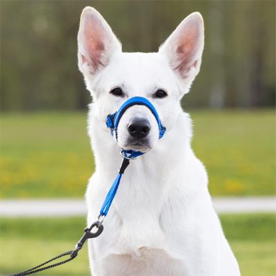 Muselière pour chien Nixon Berger vu de face avec muselière bleue