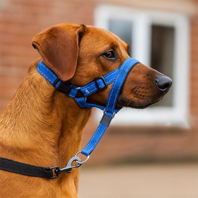 Muselière pour chien Nixon Braque brun avec muselière bleue