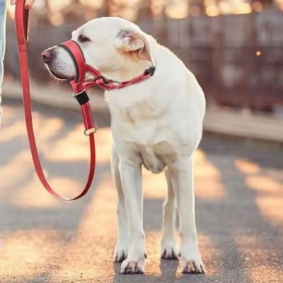 Muselière pour chien Nixon Labrador debout dans la rue avec la muselière rouge