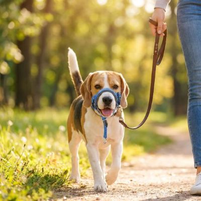 Muselière pour chien Nixon petit Beagle marchant avec la muselière bleu