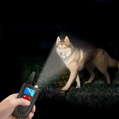 chien collier de dressage Aboistop huski debout dans la noiceur
