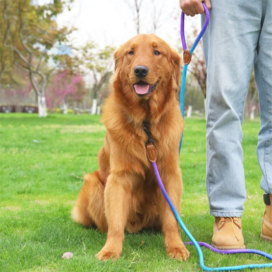 Chien harnais coloris fonce
