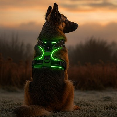 Chien harnais Luminos Berger Allemand assis dans un champ couleur vert