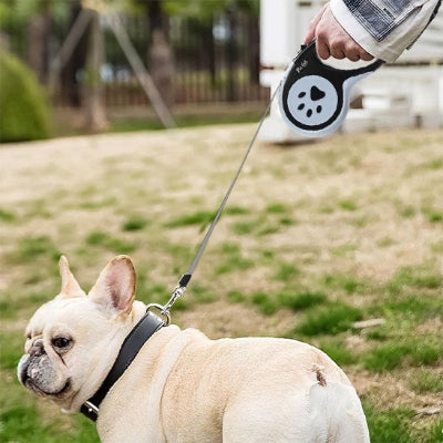 Chien laisse Padou bouledogue dans un parc avec la laisse