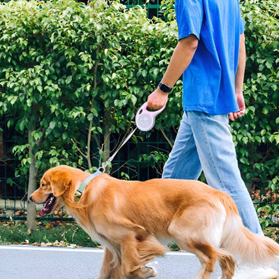 Chien laisse Padou Golden en balade avec son maître