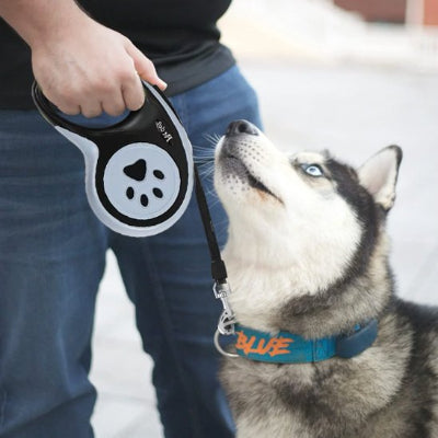 Chien laisse Padou husky assis avec son maitre