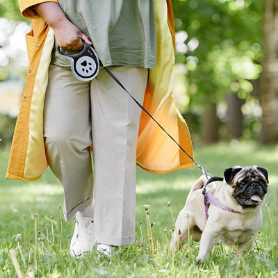 Chien laisse Padou pug dans un parc avec maitresse