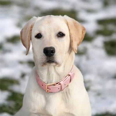 Collier à chien Bella labrador blond  assis avec collier rose