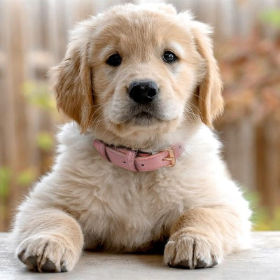 Collier à chien Bella Labrador blond chiot coucher avec le collier rose