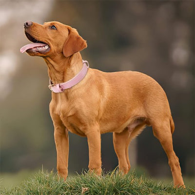 Collier à chien Bella Labrador dans un parc avec le collier rose