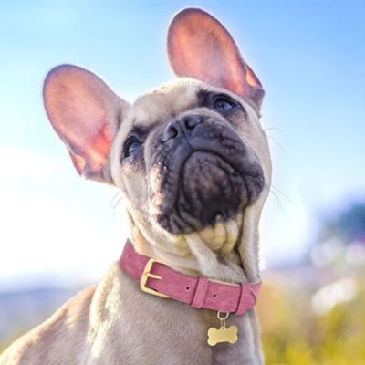 Collier a chien Bella pug tout ouie avec collier rose
