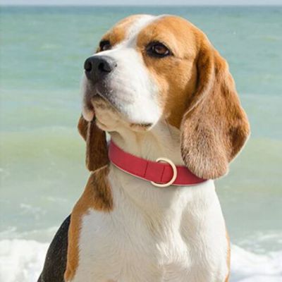 Collier à chien Bella un beagle au bord de plage collier rouge