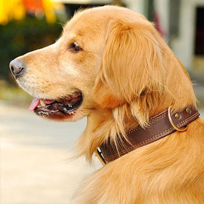 Collier chien Largo Labrador assis de côté avec le collier marron