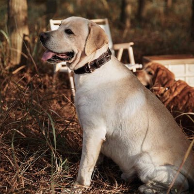 Collier chien Largo Labrador blond assis près de l'arbre avec collier noir