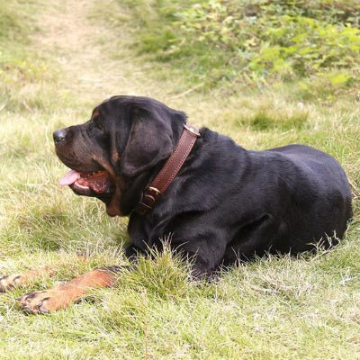 Collier chien Largo Rottweiler coucher dans l'herbe avec collier marron