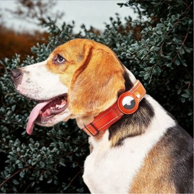Collier chien Tracker Rouge Beagle assis