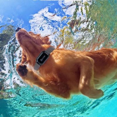 collier de dressage pour chien Vocalis baignade