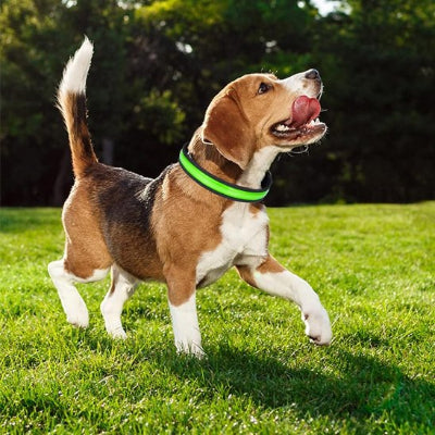 Collier lumineux chien Flash Beagle marchant dans un parc avec le collier vert