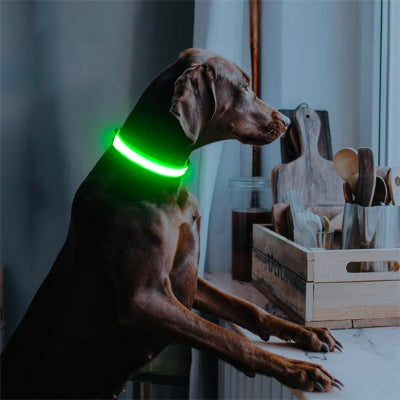Collier lumineux chien Flash Braque près la fenêtre portant le collier vert