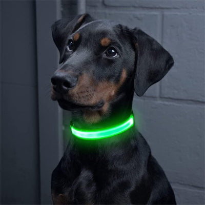 Collier lumineux chien Flash Doberman assis avec le collier vert