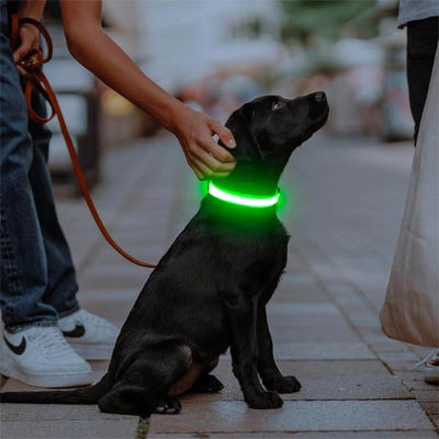 Collier lumineux chien Flash Labrador noir avec son maître portant le collier vert