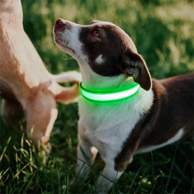 Collier lumineux chien Flash petit chien dans un parc avec le collier vert