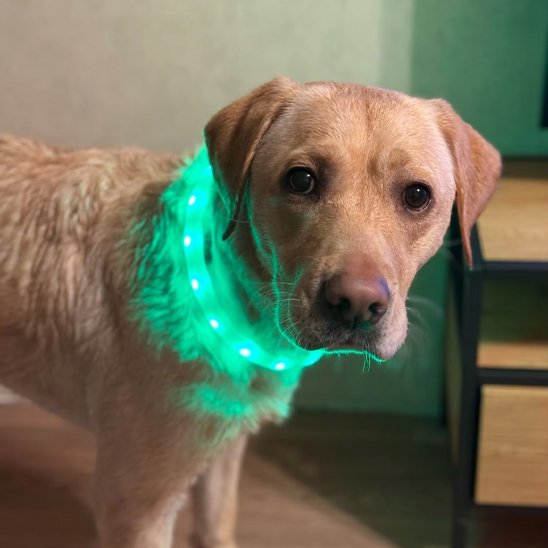 Collier lumineux chien Loumis Golden avec collier vert