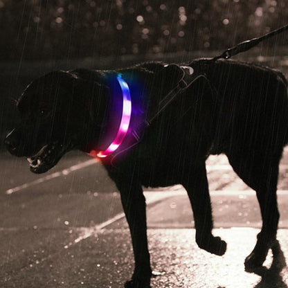 Collier lumineux chien Loumis labrador noir marchant avec collier lumineux