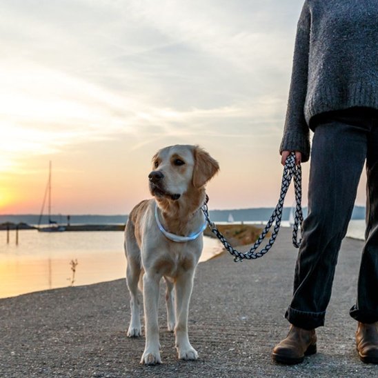 Collier lumineux chien Loumis labrador près de la plage avec le collier
