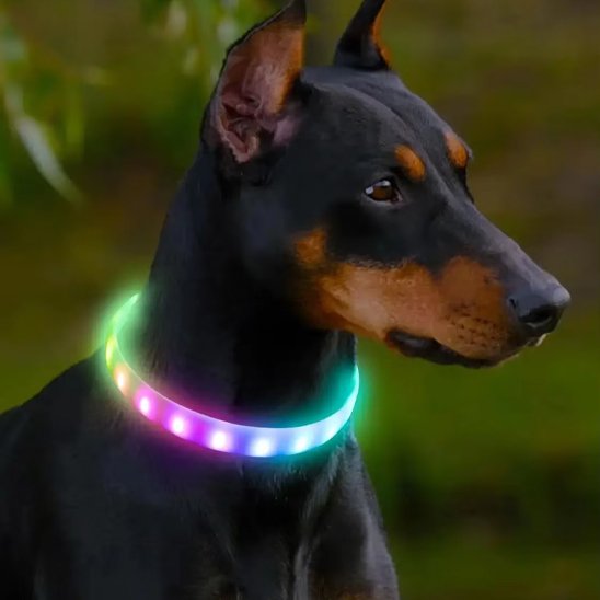 Collier lumineux chien Loumis doberman assis avec collier multi-couleurs