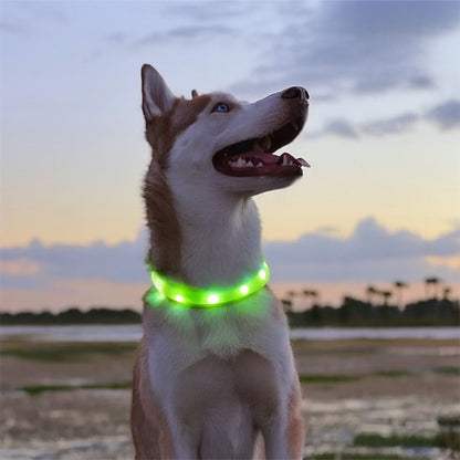 Collier lumineux pour chien SafeNight Husky près de la plage avec un collier lumineux vert