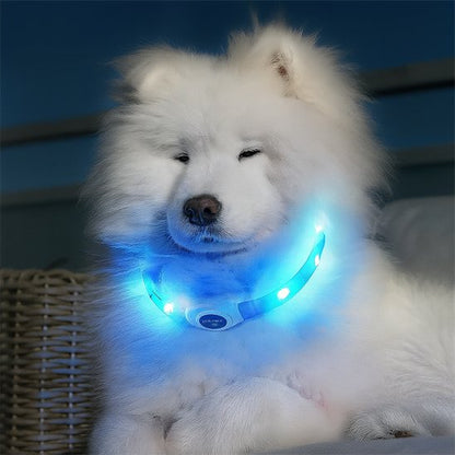 Collier lumineux pour chien SafeNight Samoyède blanc couché avec un collier lumineux bleu